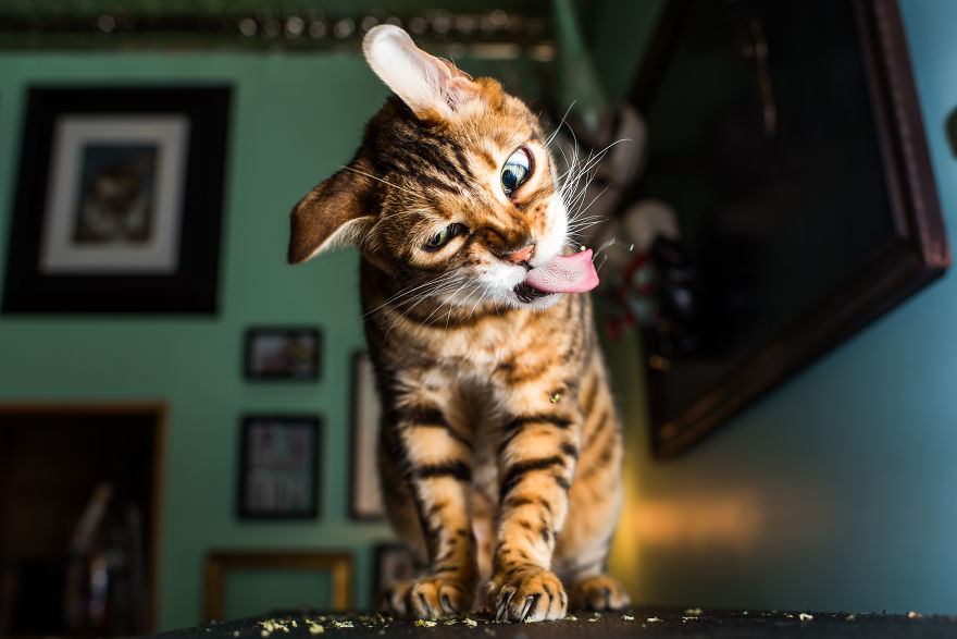 gatos-drogados-catnip-fotos-andrew-marttila-menta-de-gato
