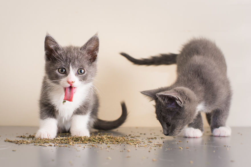 gatos-drogados-catnip-fotos-andrew-marttila-menta-de-gato