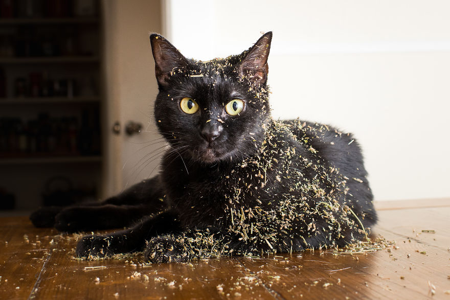 gatos-drogados-catnip-fotos-andrew-marttila-menta-de-gato