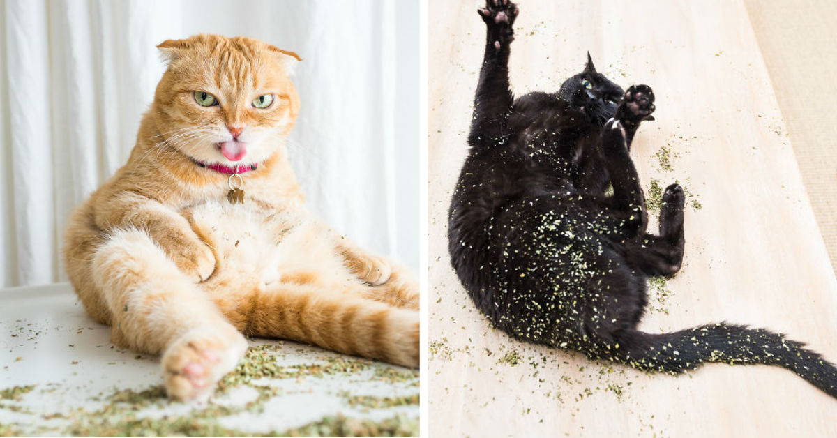 gatos-drogados-catnip-fotos-andrew-marttila-menta-de-gato