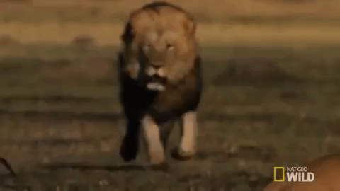 leon-gif
