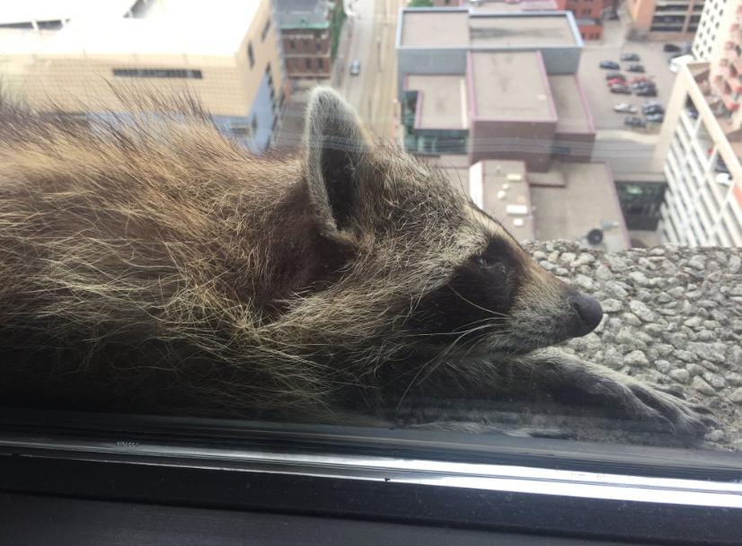 mapache-escala-edificio-20-pisos-fotos