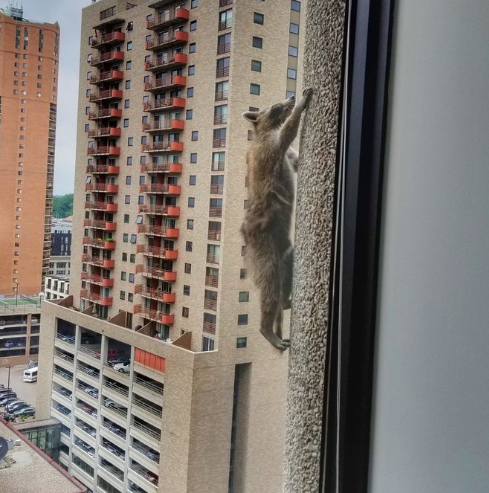 mapache-escala-edificio-20-pisos-fotos