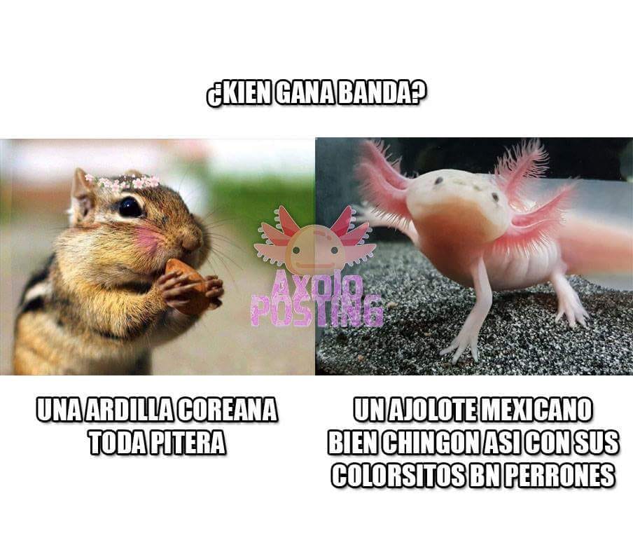 memes-conservacion-axolotl