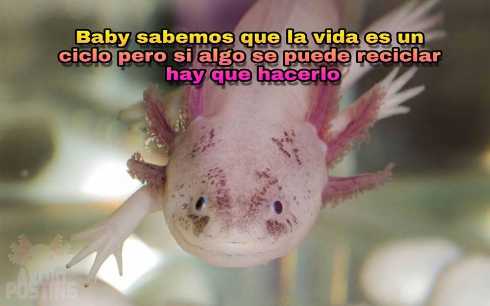 memes-conservacion-axolotl