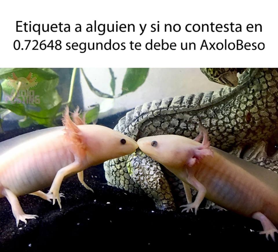 memes-conservacion-axolotl