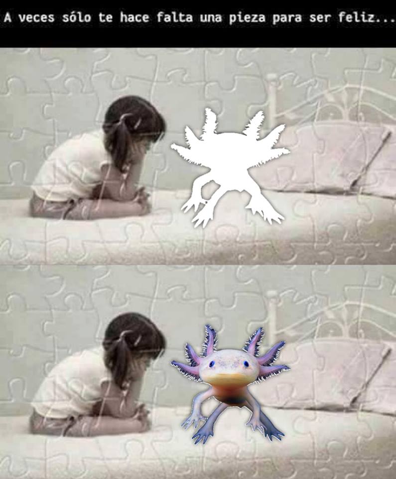 memes-conservacion-axolotl