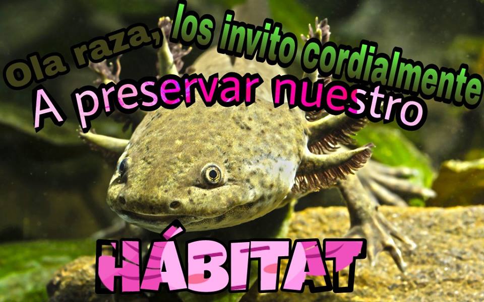 memes-conservacion-axolotl