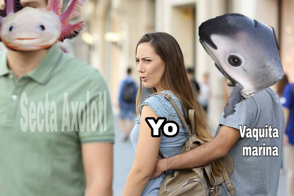 memes-conservacion-axolotl