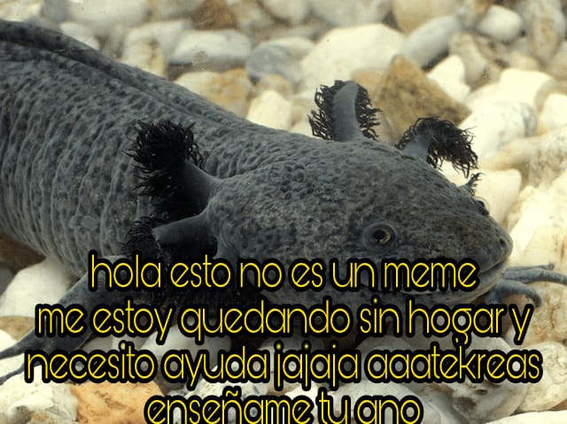 memes-conservacion-axolotl