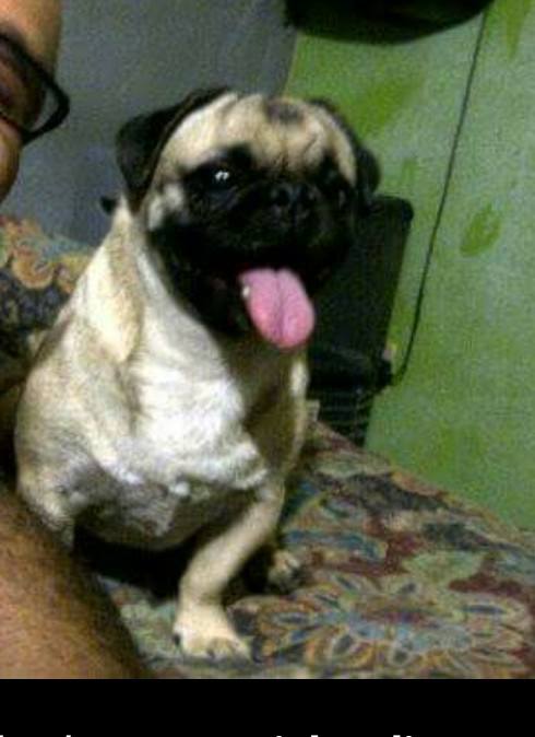 mujer-ofrece-auto-cambio-pugs-perdidos