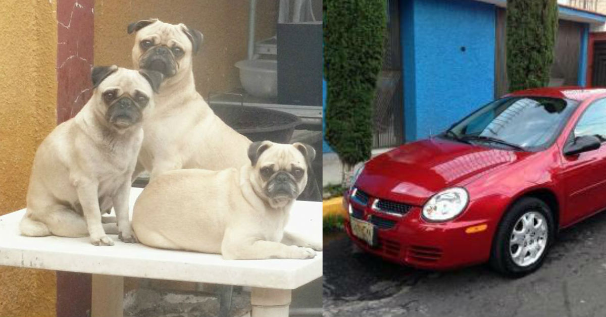 mujer-ofrece-auto-cambio-pugs-perdidos