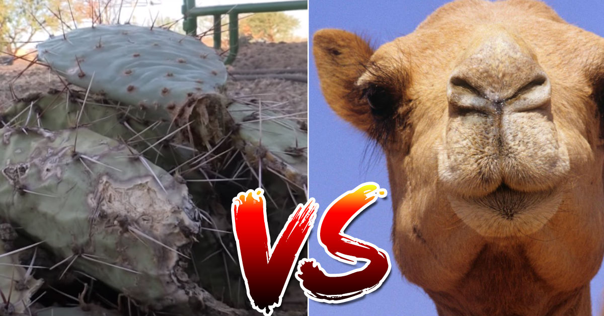 video-nopal-lleno-espinas-vs-camello-hambriento-enfrentamiento