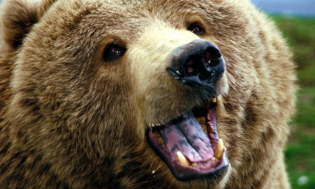oso-grizzly