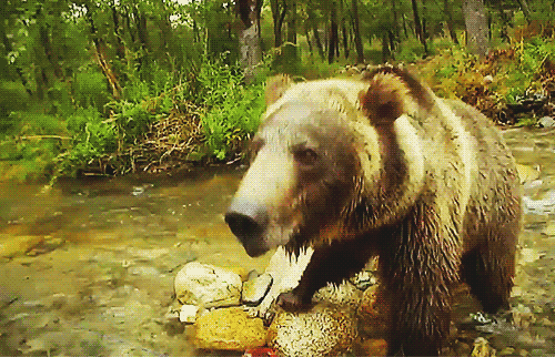 oso-grizzly