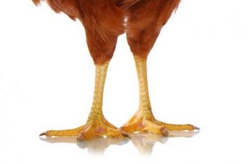 Patas de pollo