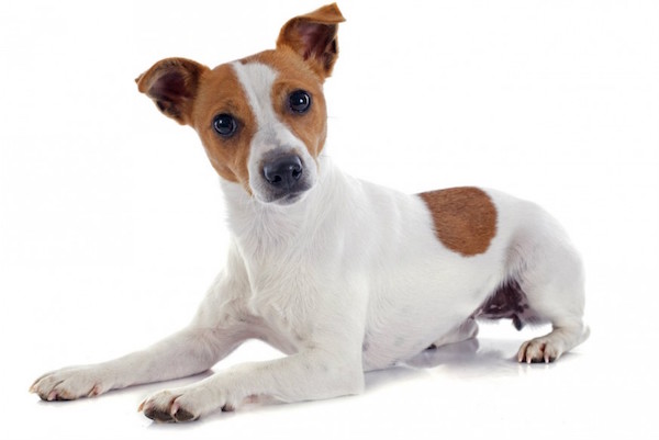 Curiosidades de los perritos que probablemente no conoces