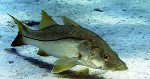 pez-robalo-lubina