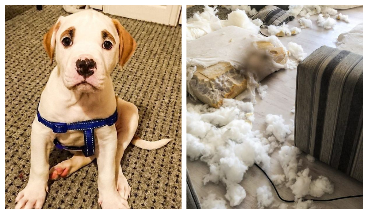Cachorro Cejas esponjosas Destruyó sofa de 2500 euros