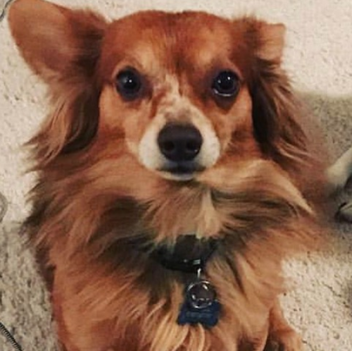 Aerolínea pierde al perrito de Pepe Aguilar; se lo entregan muerto