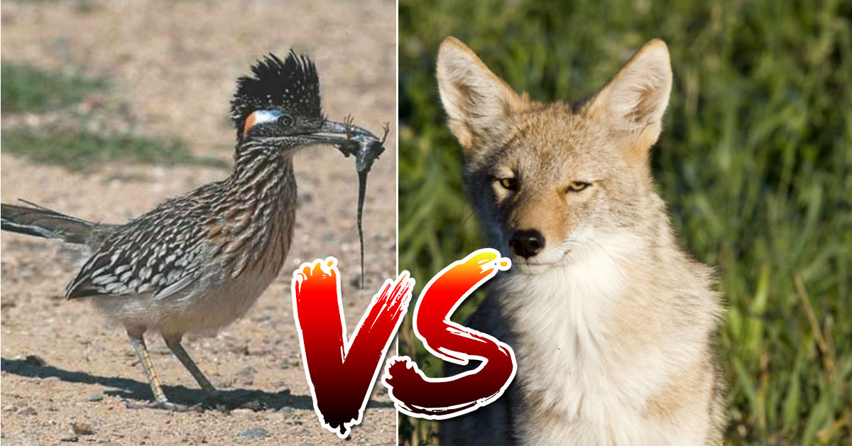 correcaminos-coyote-encuentro-vida-real-video-youtube