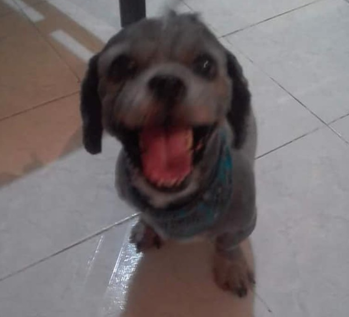 eliza-valles-atropella-perro-burla-multimedios-facebook