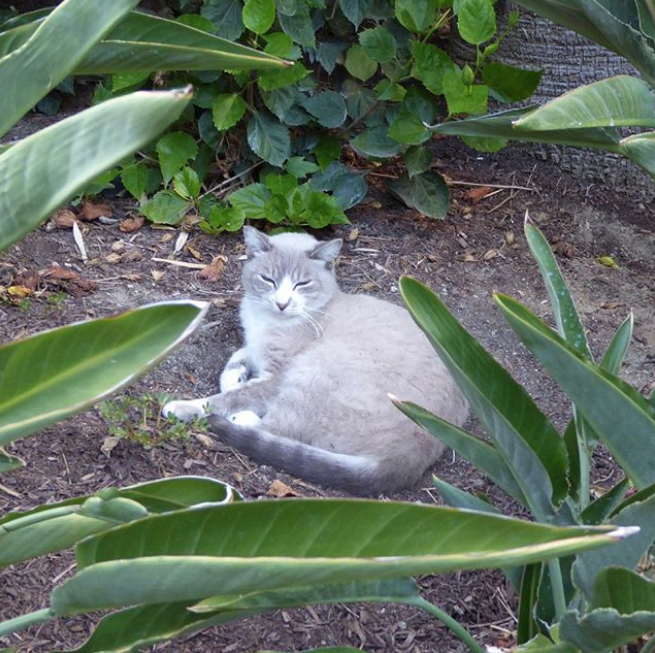 Cats of disneyland