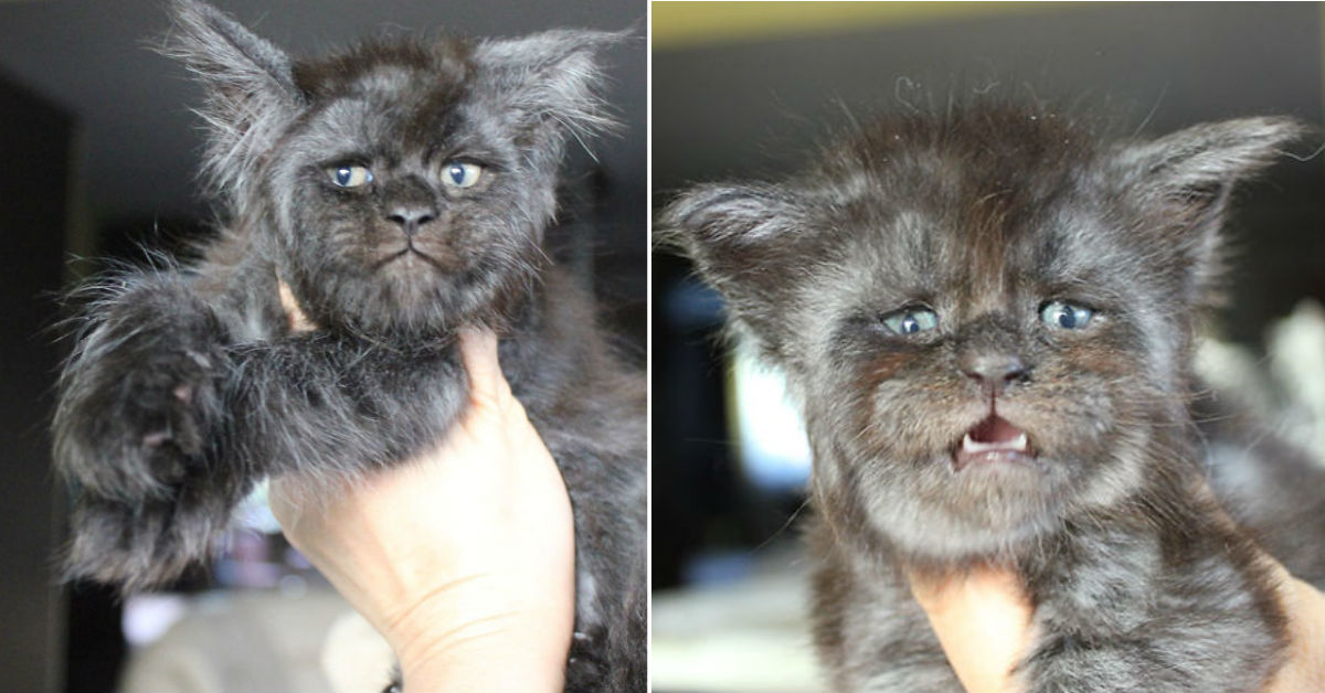 gato-cara-humano-viraliza-redes-tierno-internet