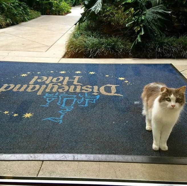 gatos de disneylandia