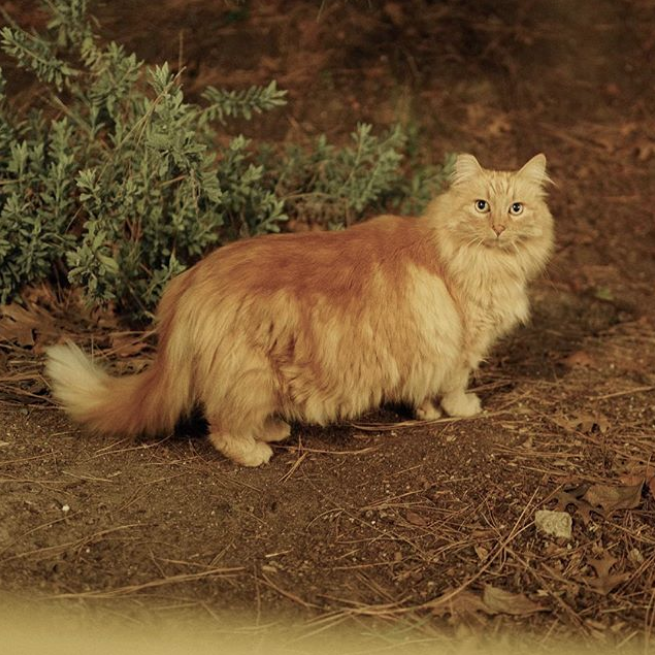 Gatos de disneylandia