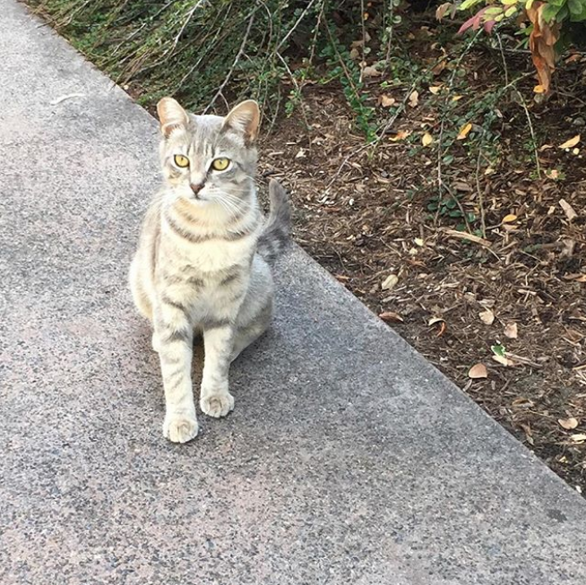 Gatos de disneylandia