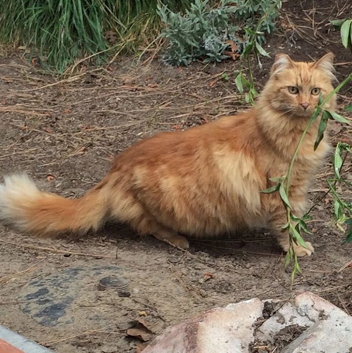 Gatos que viven en disneylandia