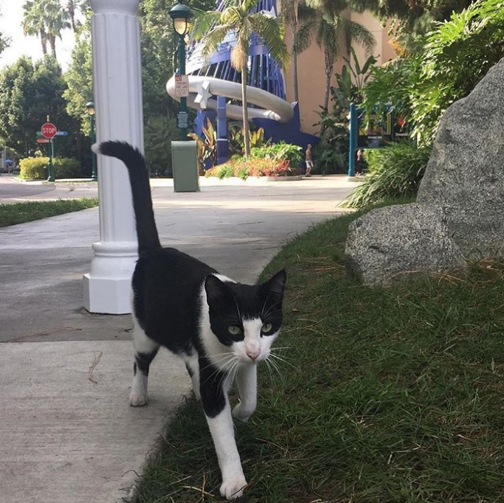 los gatos que viven en disneylandi