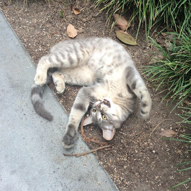 Gatos Que Viven En Disneylandia