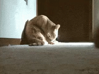 Gatos y ratas amigos