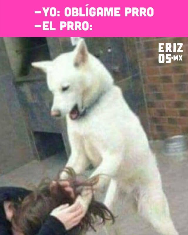 Memes obligame prro