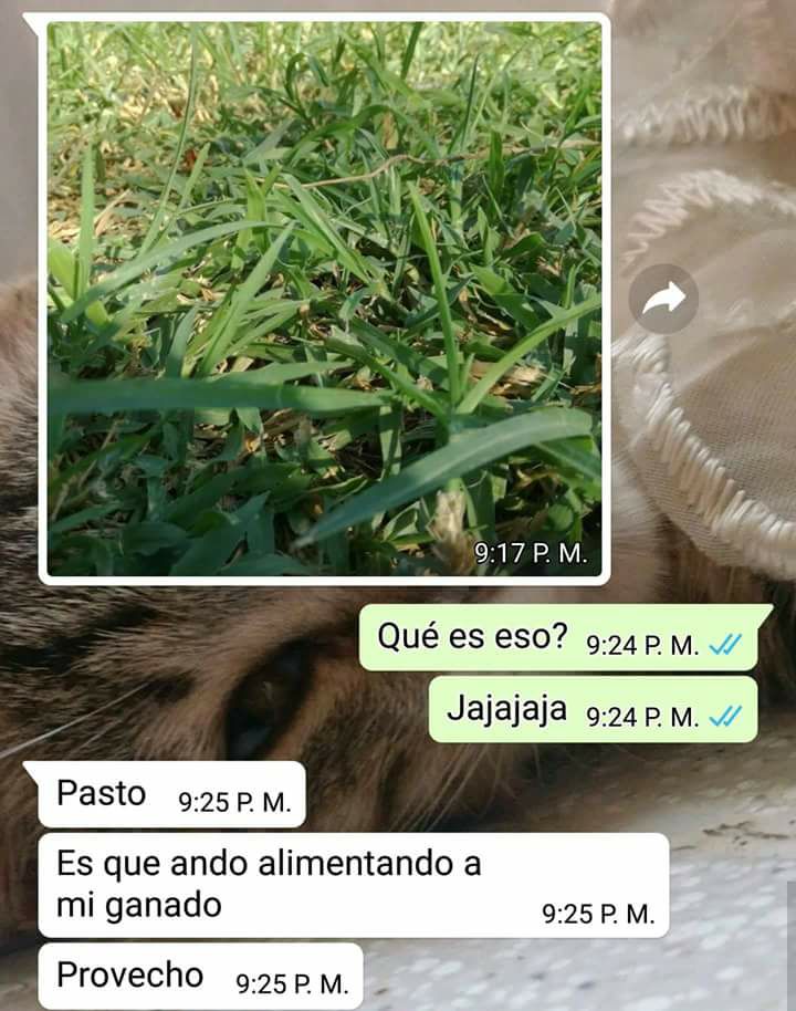 memes-tener-contento-todo-tu-ganado-twitter