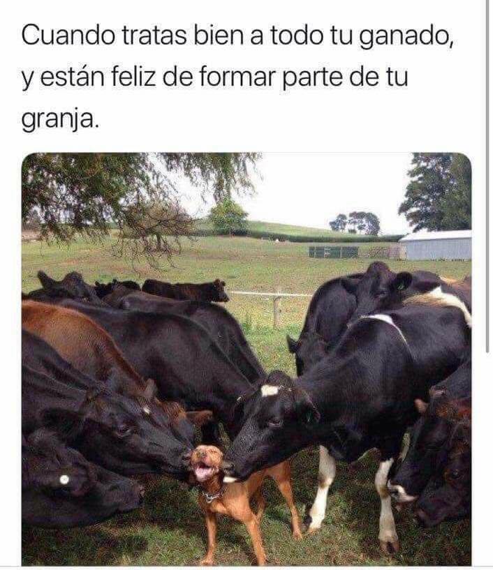memes-tener-contento-todo-tu-ganado-twitter