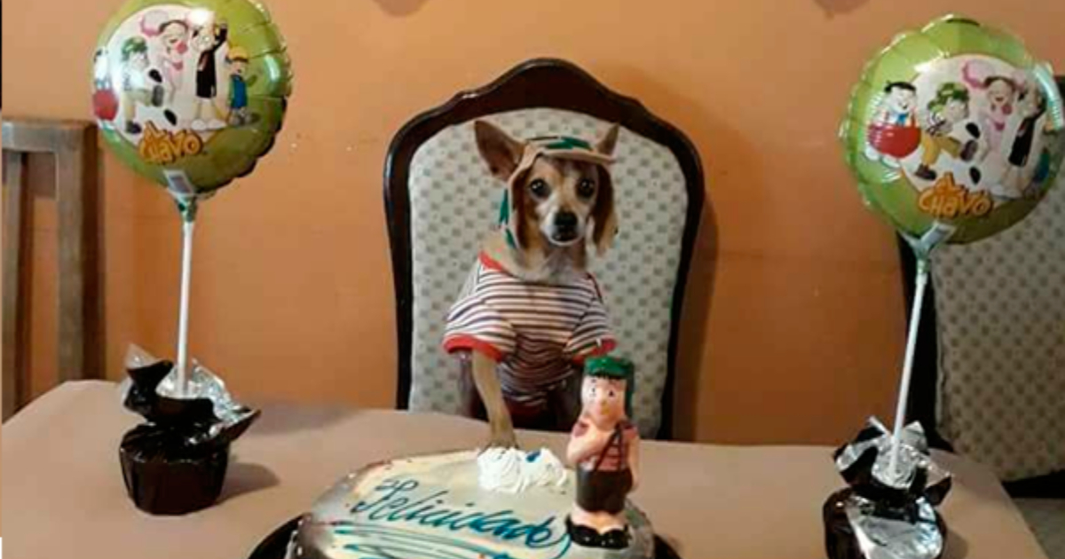 perrito-fiesta-chavo