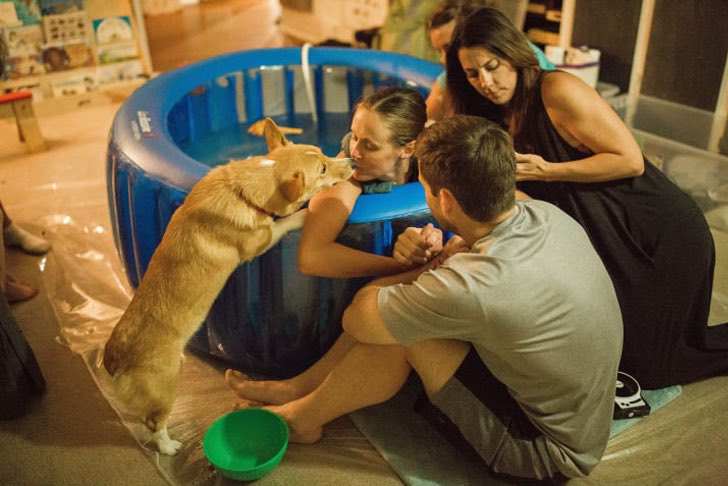 ranger-perro-ayuda-madre-humana-dar-luz
