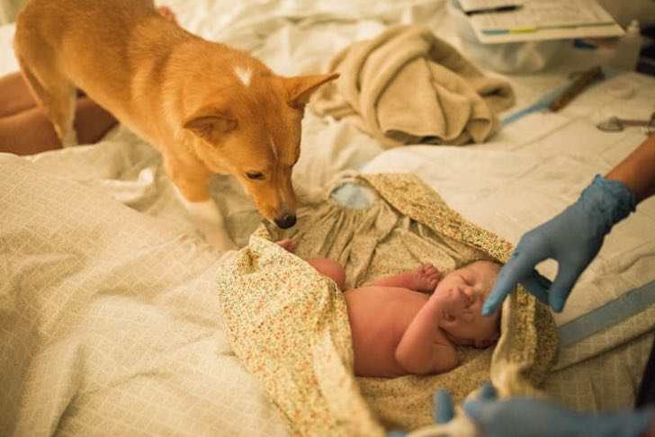 ranger-perro-ayuda-madre-humana-dar-luz