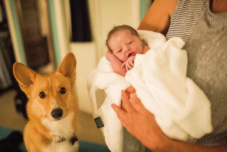 ranger-perro-ayuda-madre-humana-dar-luz
