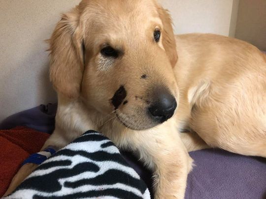 todd-golden-retriever-salvo-duena-serpiente-tumblr