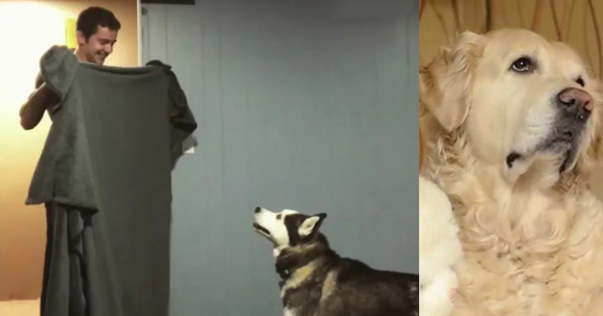 What The Fluff Challenge, Reto Viral Perros Internet, Reto Mascotas, Perros, Reto Viral, What The Fluff