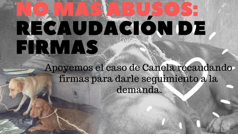 La historia de Canela, la perrita que fue violada en México