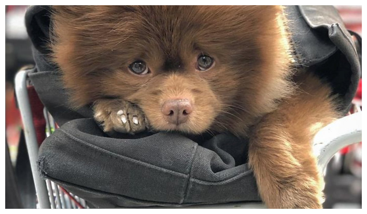 Criador abandona Pomerania demasiado grande Lamenta