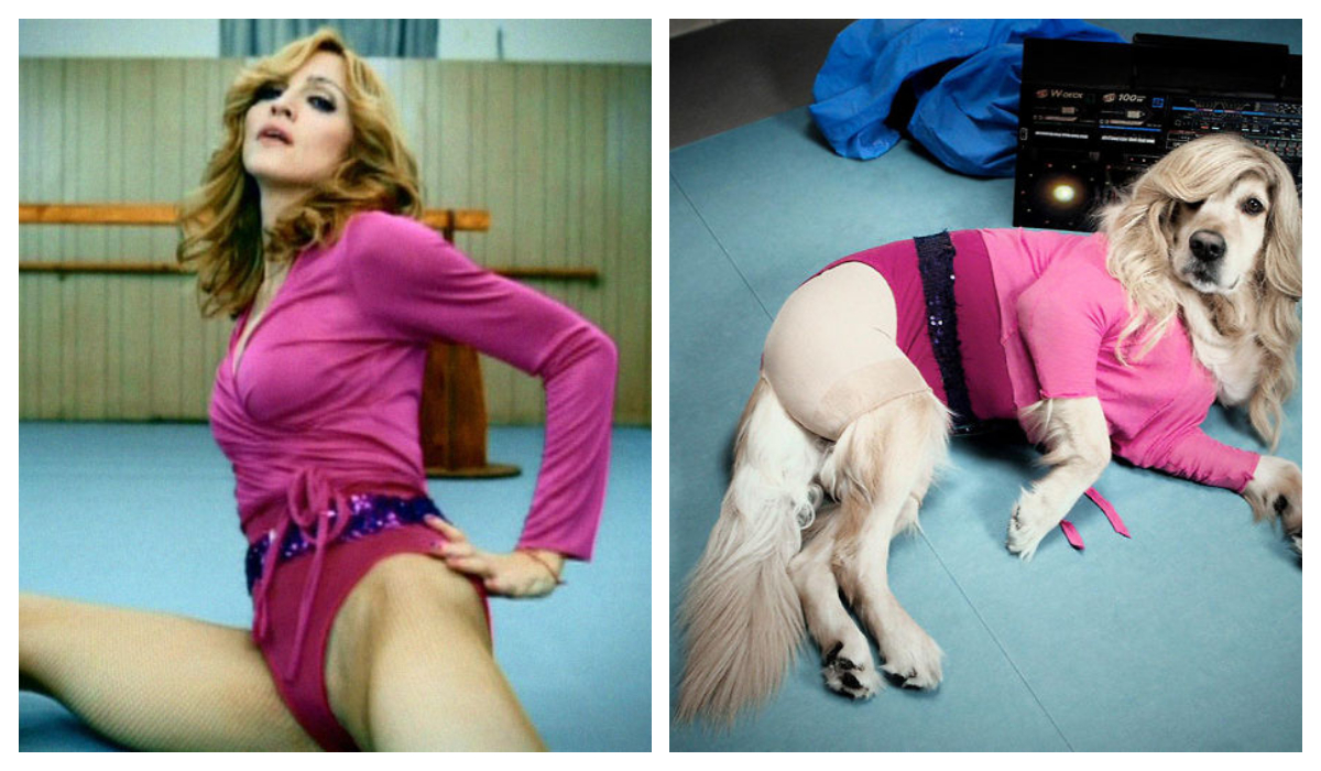 Perro recreó Icónicas fotografías Madonna maravillosas