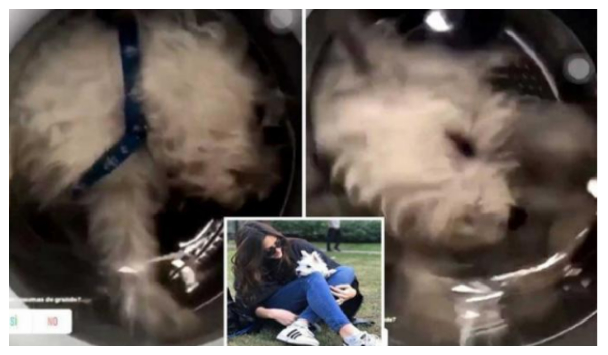 Metió a su perro a la lavadora la amenazan de muerte