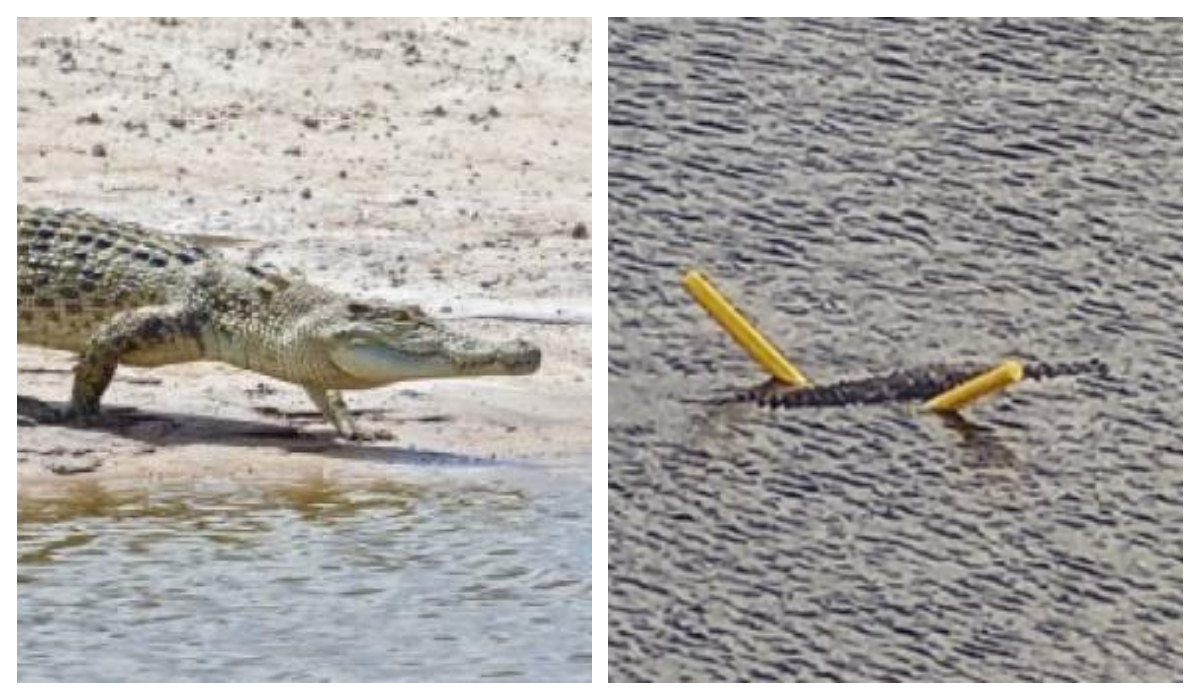 Cocodrilo descubierto usando flotador de piscina