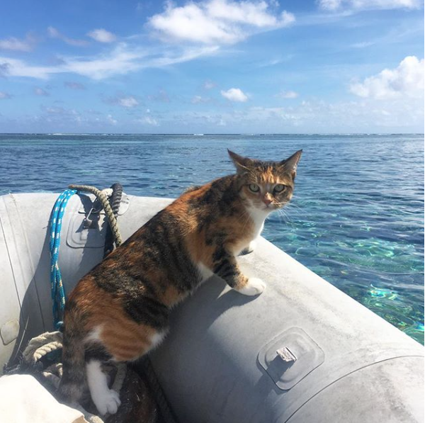 Dejó su trabajo y ahora viaja por el mundo con su gatita